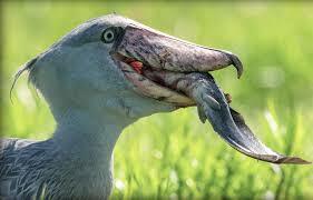 navigating the st Lawrence