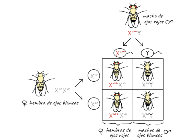 Tomas Hunt Morgan, genetista estadounidense, experimenta con moscas y prueba que los genes están en los cromosomas, estableciendo las bases de la genética moderna.