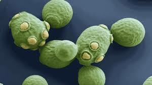 Se  crecen levaduras  en grandes cantidades para  producir glicerol,  y  se producen también  a gran  escala barros activados para  el tratamiento de  efluentes industriales.