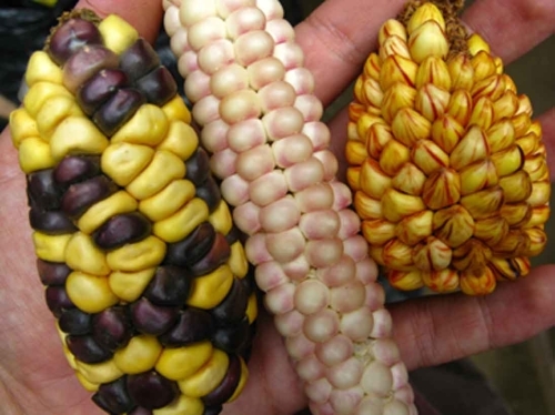 Se comercializan las  primeras semillas  de maíz híbrido