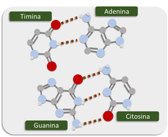 El químico austriaco  Erwin Chargaff  descubre que  las cantidades  de  las  bases nitrogenadas adenina y timina son aproximadamente  iguales  en  el ADN,  al  igual  que  las  bases guanina y citosina.
