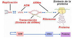 Los investigadores Francis Crick y George  Gamov  proponen  el "dogma central de la biología", que sugiere que la información genética fluye en  una sola  dirección, desde el  ADN,  pasando  por  ARN mensajero,  finalizando  en  la síntesis de proteínas.