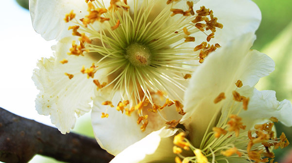 Flores masculinas y femeninas