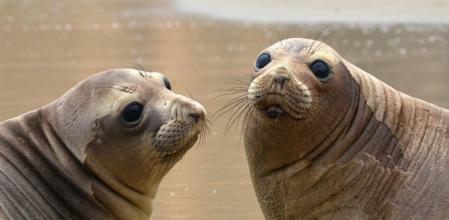 Sea lion documentary