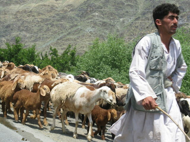 The Goat of Ruining a Plan