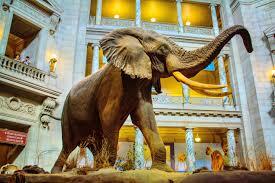 Roosevelt Leaves Office to Visit Africa