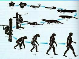 Teoría de la Evolución de Darwin y Wallace