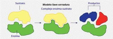 Se crea el modelo llave-cerradura