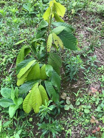 NOVENA SEMANA BITACORA PLANTA