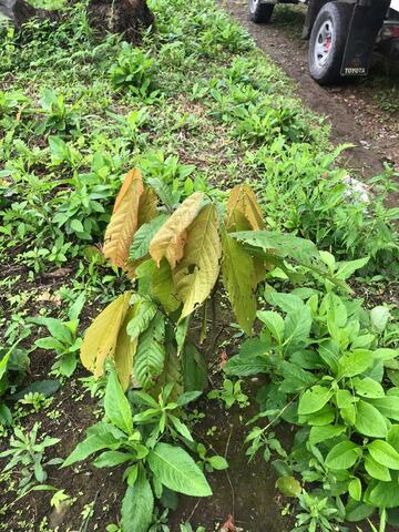 DECIMA SEMANA BITACORA PLANTA