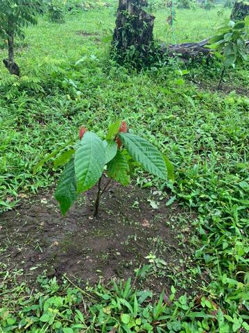 SEMANA 11 BITACORA PLANTA