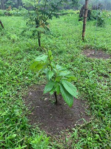 SEMANA 12 BITACORA PLANTA