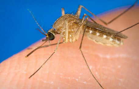 First Case of West Nile Virus in the USA