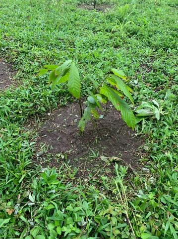 SEMANA 13 BITACORA PLANTA