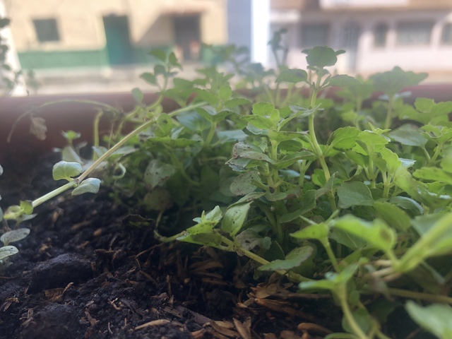 Bitácora de planta - Pampoleo