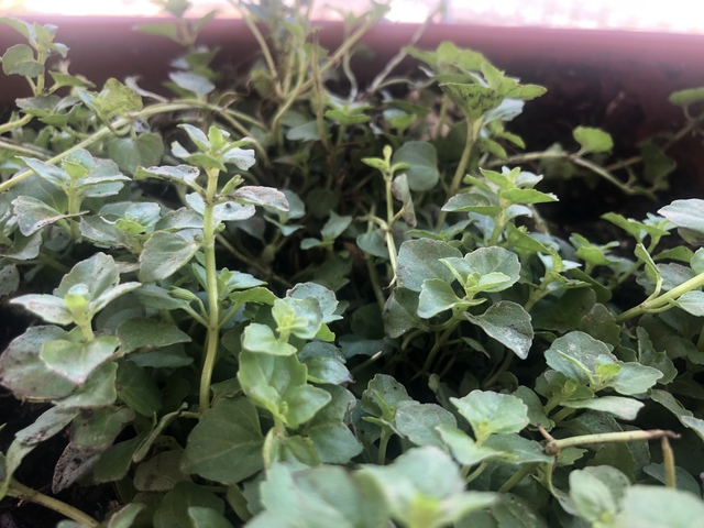 Bitácora de planta - Pampoleo