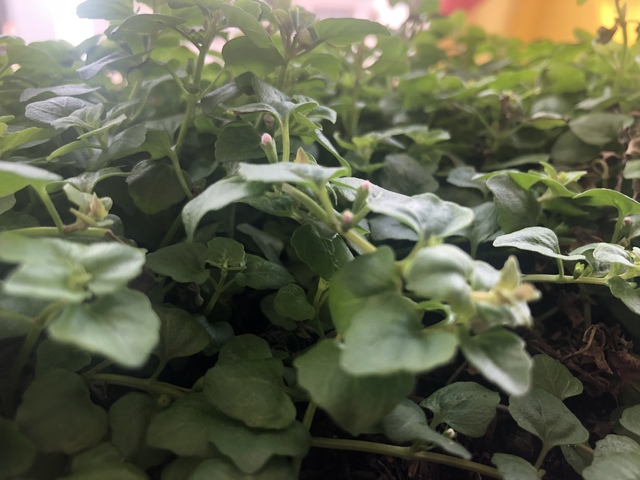 Bitácora de planta - Pampoleo