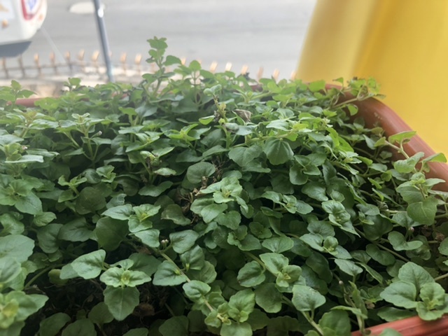 Bitácora de planta - Pampoleo