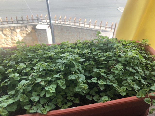 Bitácora de planta - Pampoleo