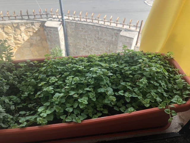 Bitácora de planta - Pampoleo