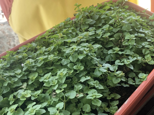 Bitácora de planta - Pampoleo