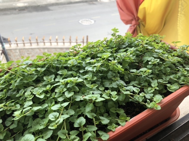 Bitácora de planta - Pampoleo