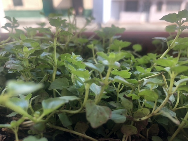 Bitácora de planta - Pampoleo