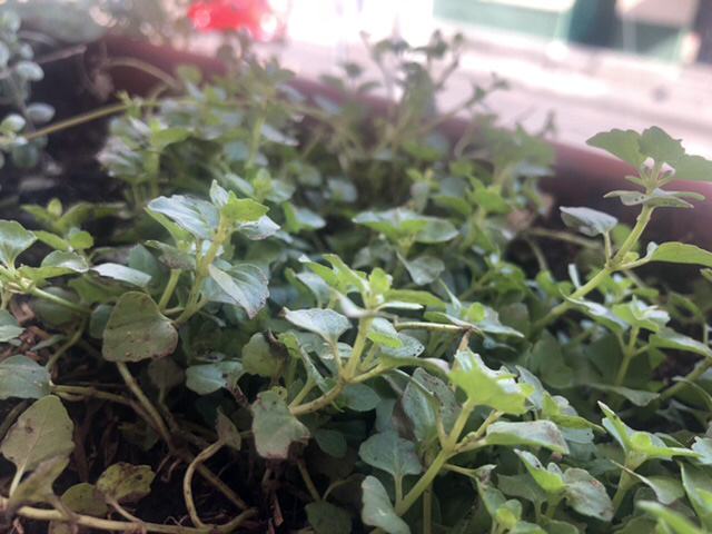 Bitácora de planta - Pampoleo