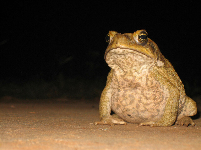 Introduction of the cane toads
