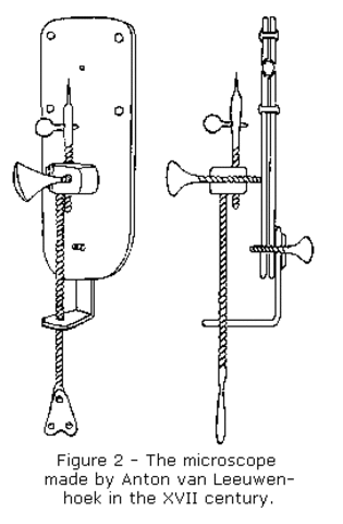 Anton Van Leeuwenhoek constructed the first high-powered microscope