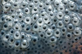 les oeufs de la grenouille.