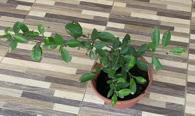 Planta de Limón semana 13