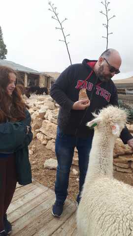 ביקרתי בחוות האלפקות