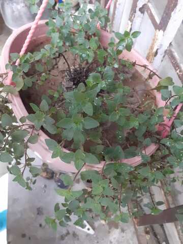 Decima Tercera Semana