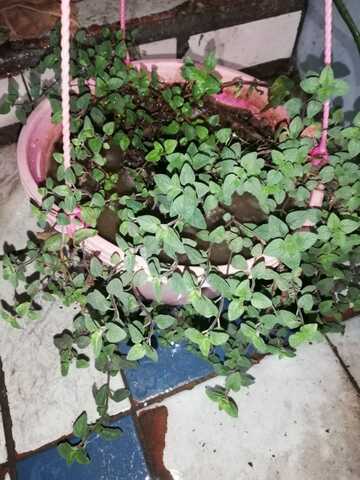 Decima Cuarta Semana