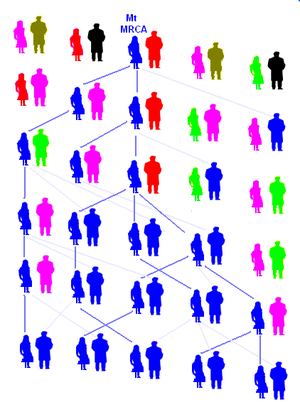 Introducción de la genética de población