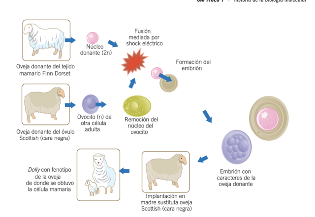 Se clona el primer mamífero a partir de una célula adulta.