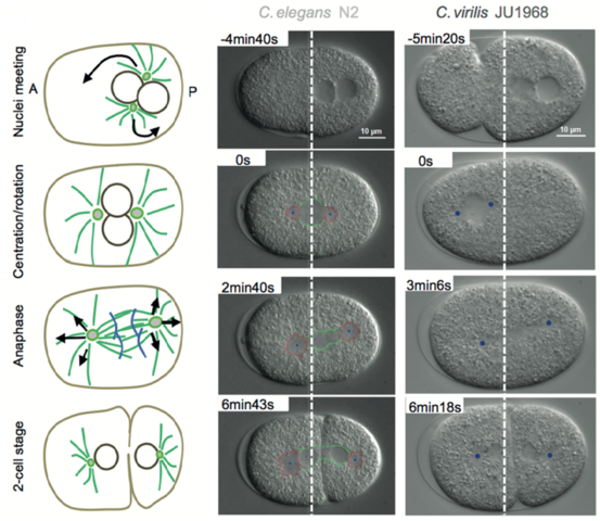 Primera secuenciación del genoma de un eucariota multicelular caenorhabditis elegans.