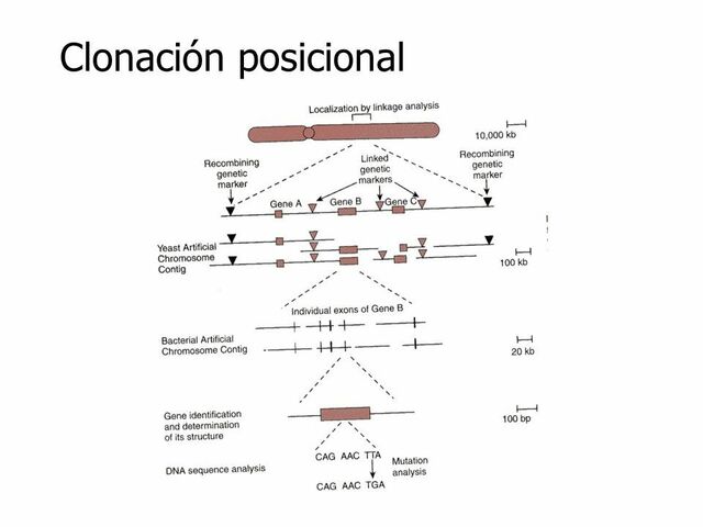 Francis Collins crea el método denominado clonación posicional.