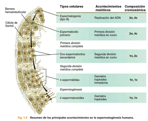 prueba 1