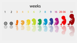 Timeline: Prenatal Timeline