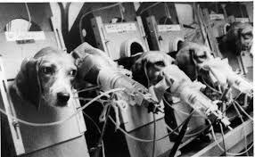 Real Decreto 223/1988 de 14 de marzo publicado en el BOE