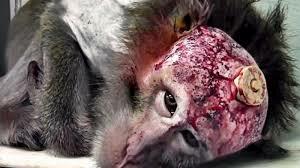 Instituto Nacional de Cáncer Norteamericano.