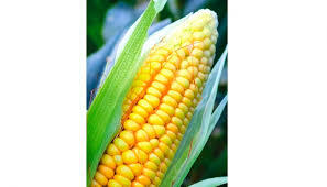 Modificación genética de plantas