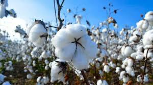 Modificación genética de plantas