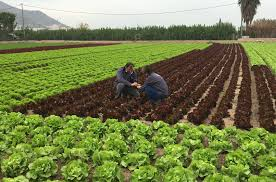 EL TRABAJO EN EGIPTO