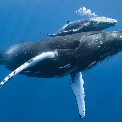 Timeline: Whale Song