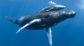 Timeline: Whale Song