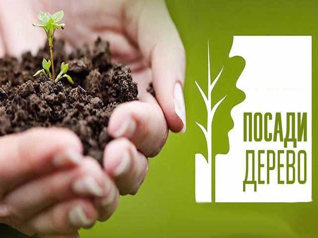 Всероссийский день посадки леса или День посадки деревьев в России