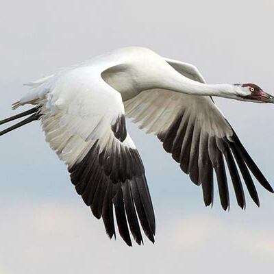 Timeline: Экомай